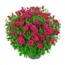 Bild 2 von GARDENLINE Bauernchrysantheme