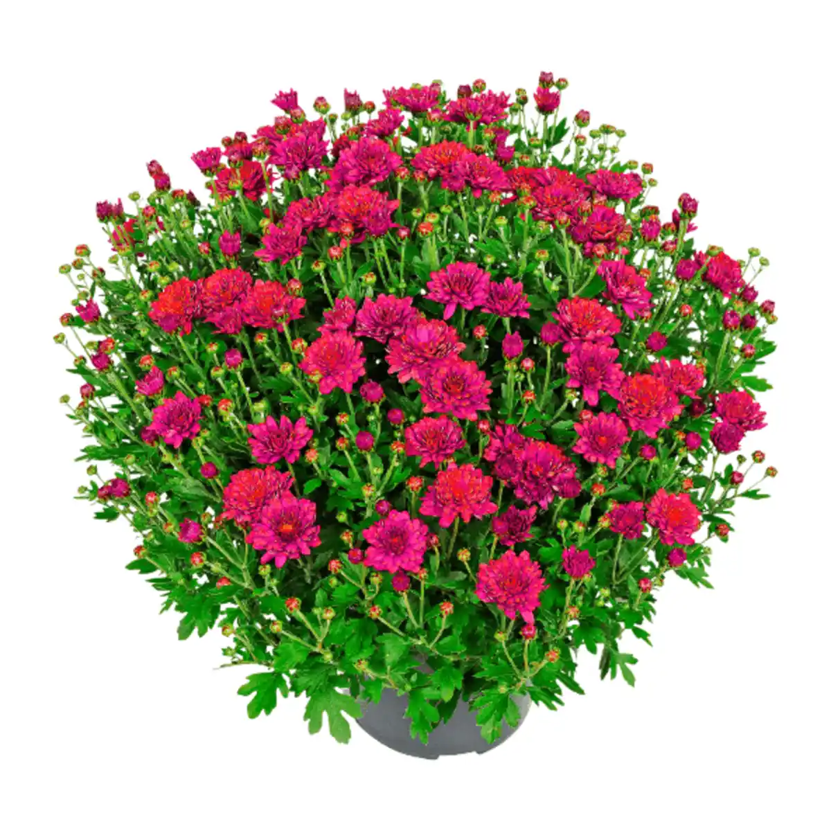 Bild 2 von GARDENLINE Bauernchrysantheme
