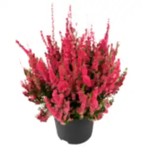 Besenheide »Dark Beauty« oder REWE Beste Wahl Bauernchrysantheme