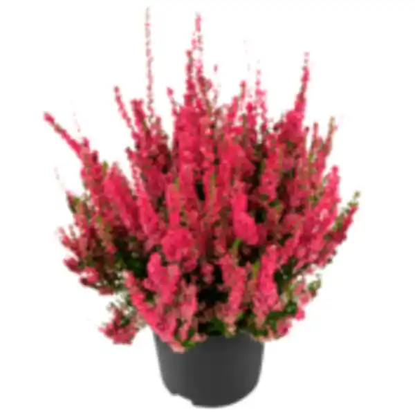 Bild 1 von Besenheide »Dark Beauty« oder REWE Beste Wahl Bauernchrysantheme