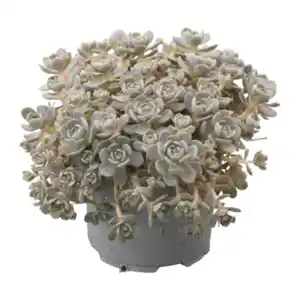 GARDENLINE Steinwurz (Orostachys)