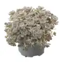 Bild 1 von GARDENLINE Steinwurz (Orostachys)