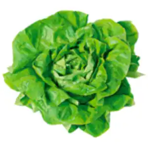 Kopfsalat