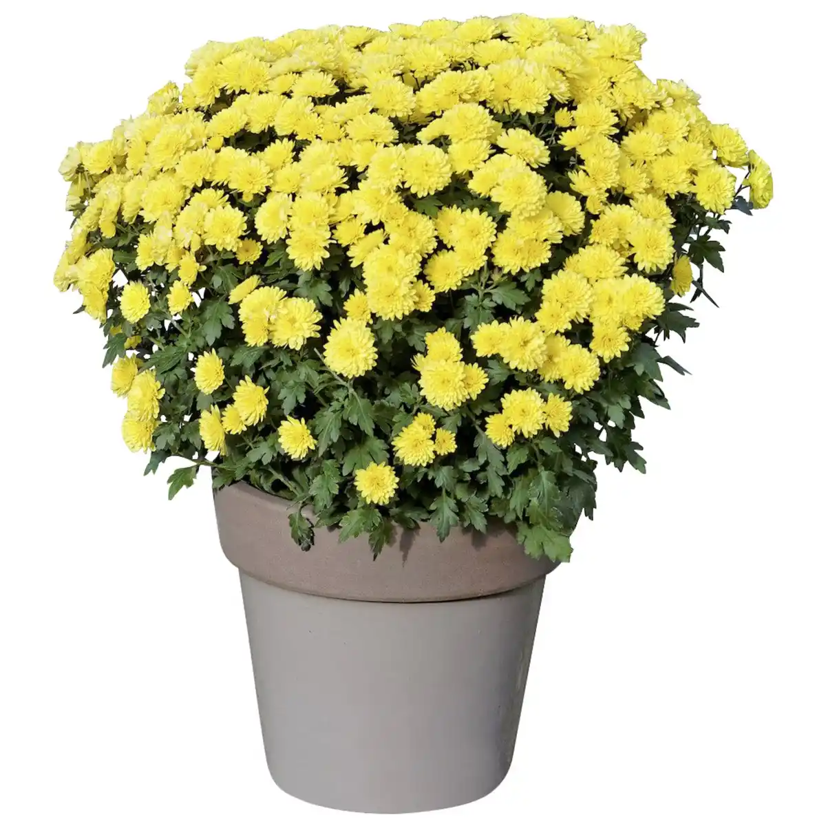 Bild 2 von Chrysantheme, Chrysanthemum indicum, max. Wuchshöhe: 100 cm, Blüte: mehrfarbig