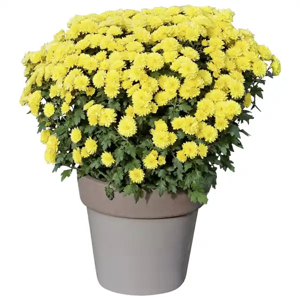 Bild 2 von Chrysantheme, Chrysanthemum indicum, max. Wuchshöhe: 100 cm, Blüte: mehrfarbig