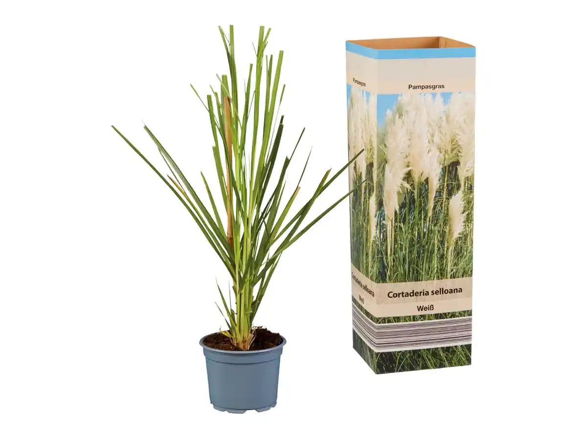 Bild 1 von Pampasgras (Cortaderia)