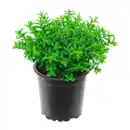 Bild 3 von GARDENLINE Hebe-Mix