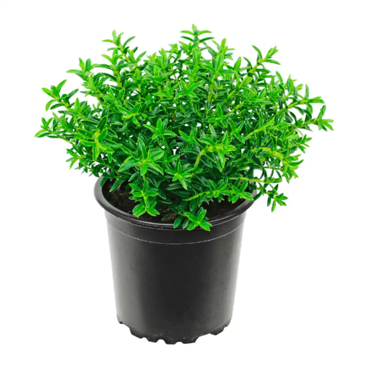 Bild 3 von GARDENLINE Hebe-Mix