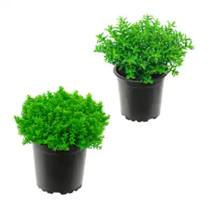GARDENLINE Hebe-Mix