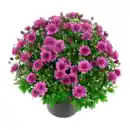 Bild 4 von GARDENLINE Bauernchrysantheme