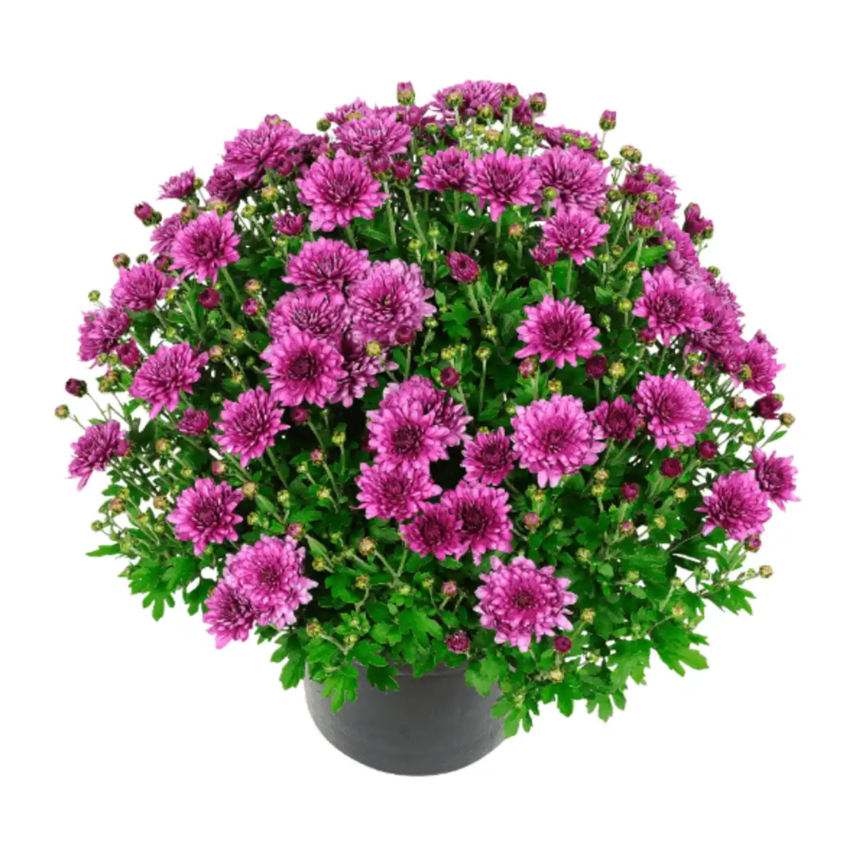 Bild 4 von GARDENLINE Bauernchrysantheme
