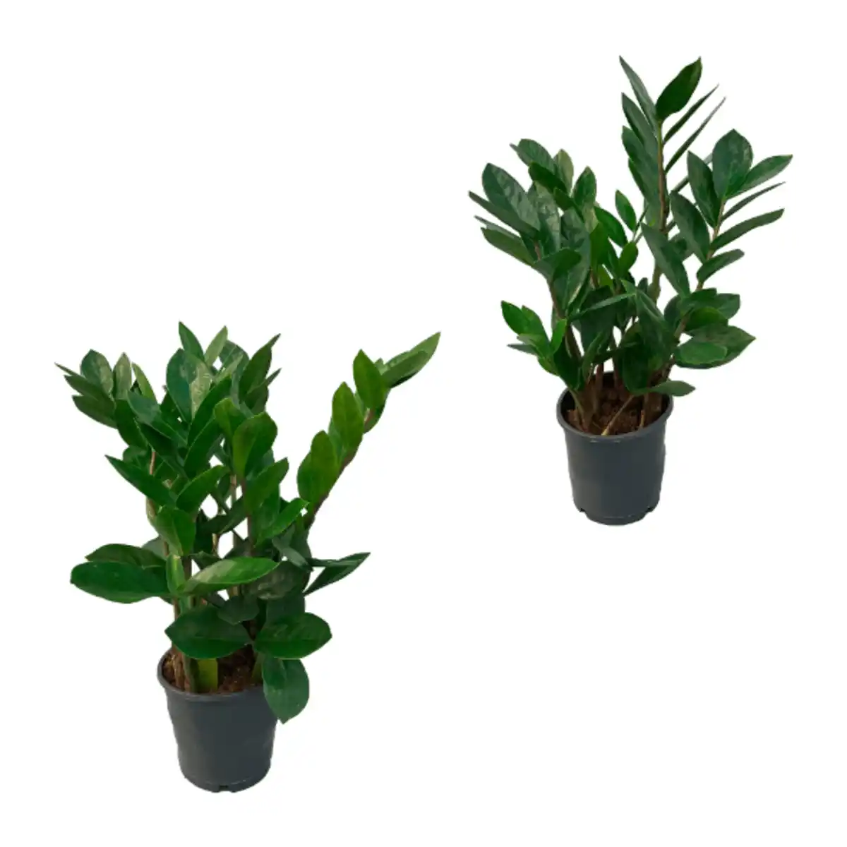 Bild 1 von GARDENLINE Zamioculcas