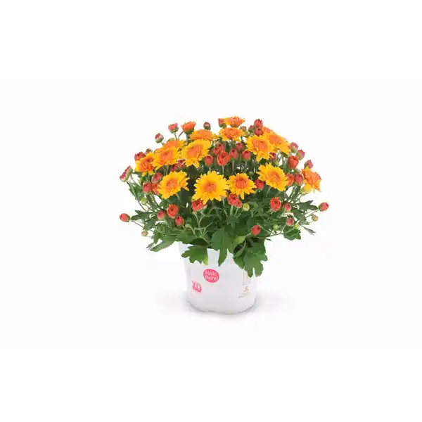 Bild 3 von Chrysanthemen, bunt, mehrjährig