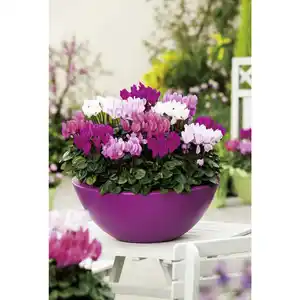 Alpenveilchen, Cyclamen persicum »Freilandsorten«, Blütenfarbe: mehrfarbig