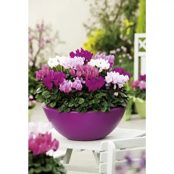 Bild 1 von Alpenveilchen, Cyclamen persicum »Freilandsorten«, Blütenfarbe: mehrfarbig