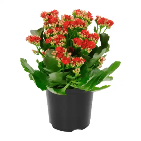 Bild 2 von GARDENLINE Kalanchoe