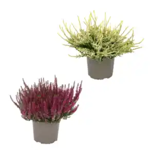 GARDENLINE Calluna