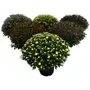 Bild 1 von Chrysantheme, Chrysanthemum indicum, max. Wuchshöhe: 100 cm, Blüte: mehrfarbig