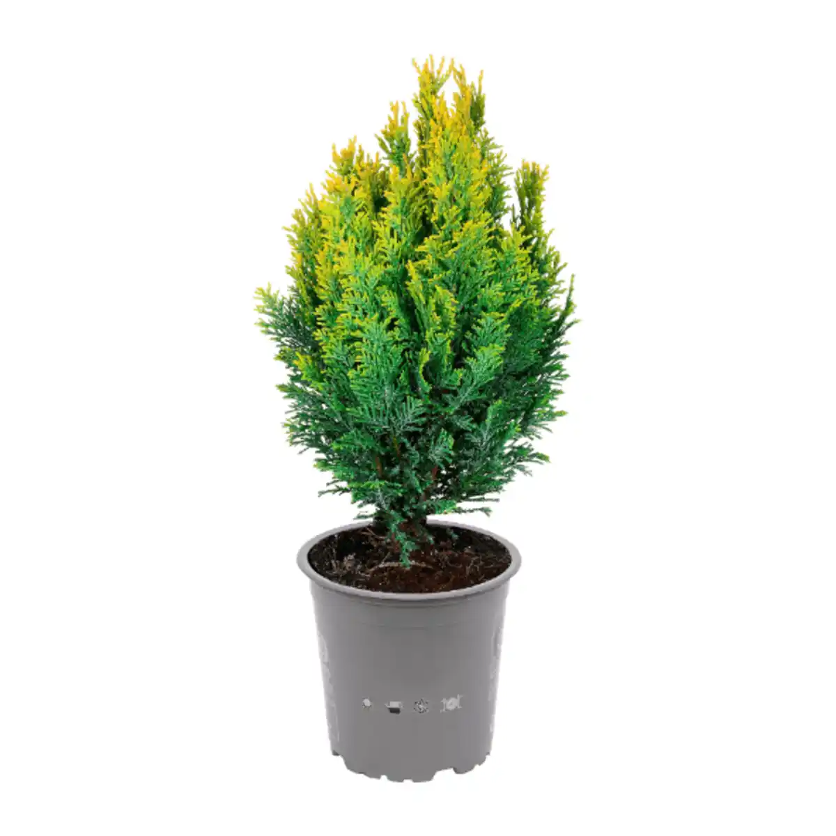 Bild 4 von GARDENLINE Konifere