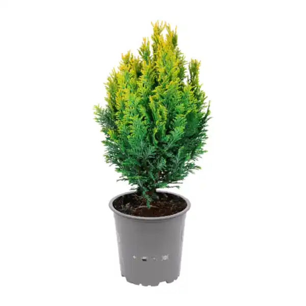 Bild 4 von GARDENLINE Konifere