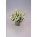 Bild 2 von Heidekraut, max. Wuchshöhe: 30 cm, Blüte: mehrfarbig