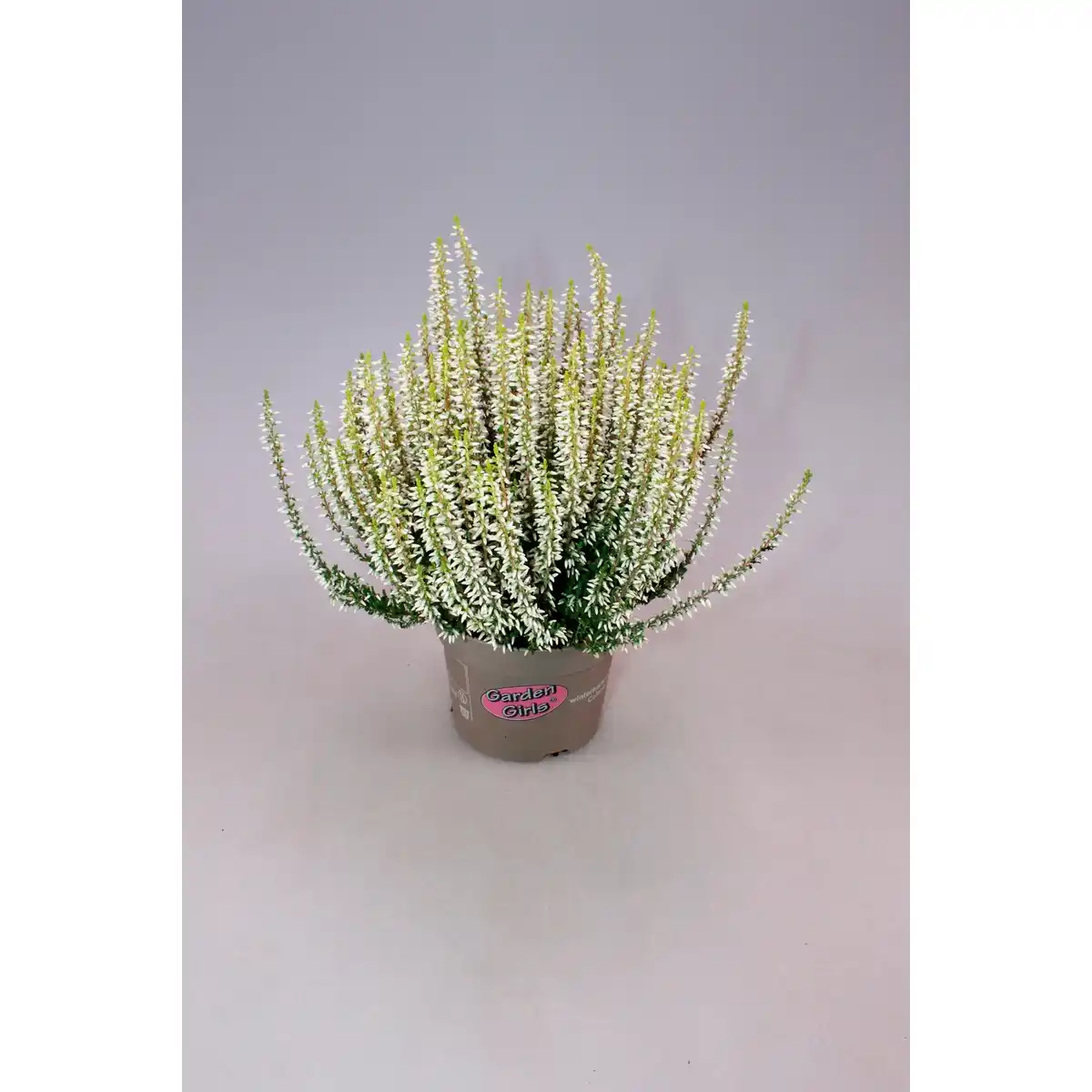 Bild 2 von Heidekraut, max. Wuchshöhe: 30 cm, Blüte: mehrfarbig