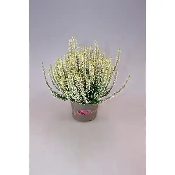 Bild 2 von Heidekraut, max. Wuchshöhe: 30 cm, Blüte: mehrfarbig