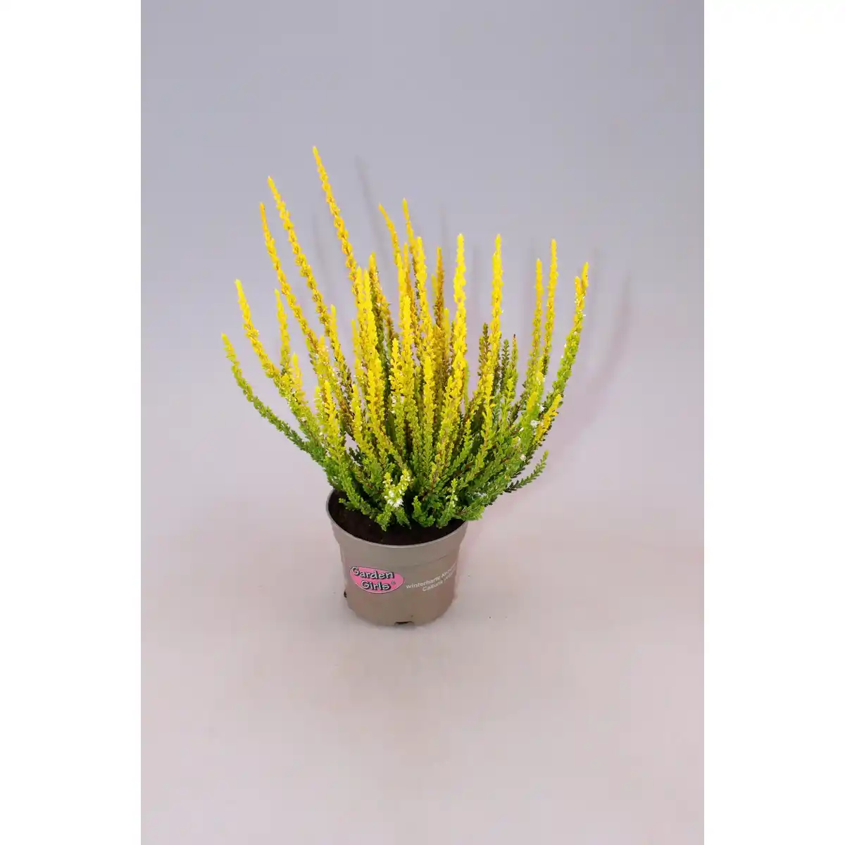 Bild 3 von Heidekraut, max. Wuchshöhe: 30 cm, Blüte: mehrfarbig