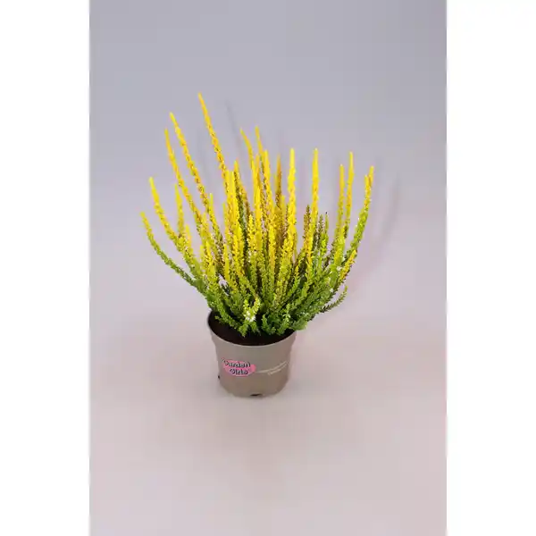 Bild 3 von Heidekraut, max. Wuchshöhe: 30 cm, Blüte: mehrfarbig