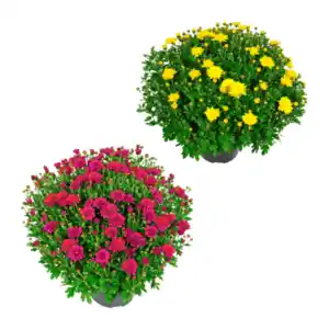 GARDENLINE Bauernchrysantheme