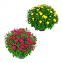 Bild 1 von GARDENLINE Bauernchrysantheme