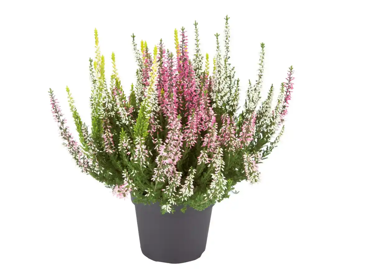 Bild 1 von Heidekraut (Calluna vulgaris)