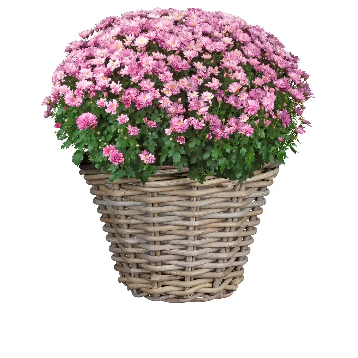 Bild 3 von Chrysantheme, Chrysanthemum indicum, max. Wuchshöhe: 100 cm, Blüte: mehrfarbig