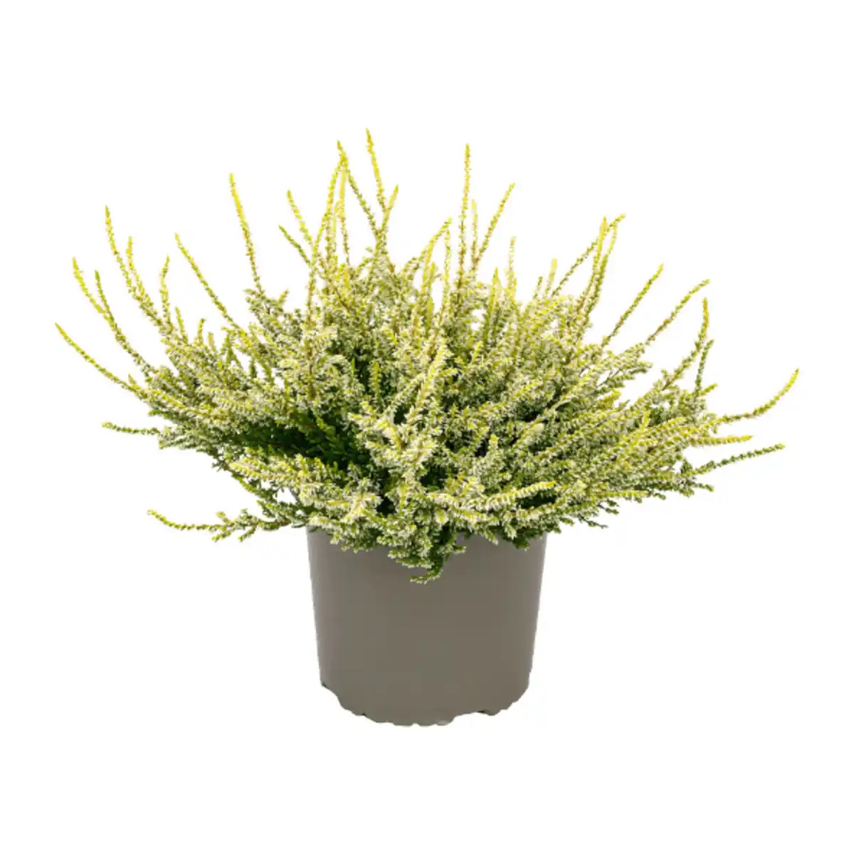 Bild 4 von GARDENLINE Calluna