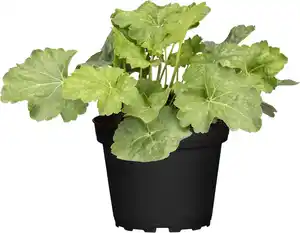 Herbstzauber Mix 10,5 cm Topf