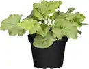 Bild 1 von Herbstzauber Mix 10,5 cm Topf