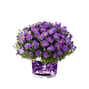 Aster, winterhart, mehrjährig