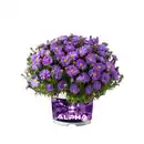 Bild 1 von Aster, winterhart, mehrjährig