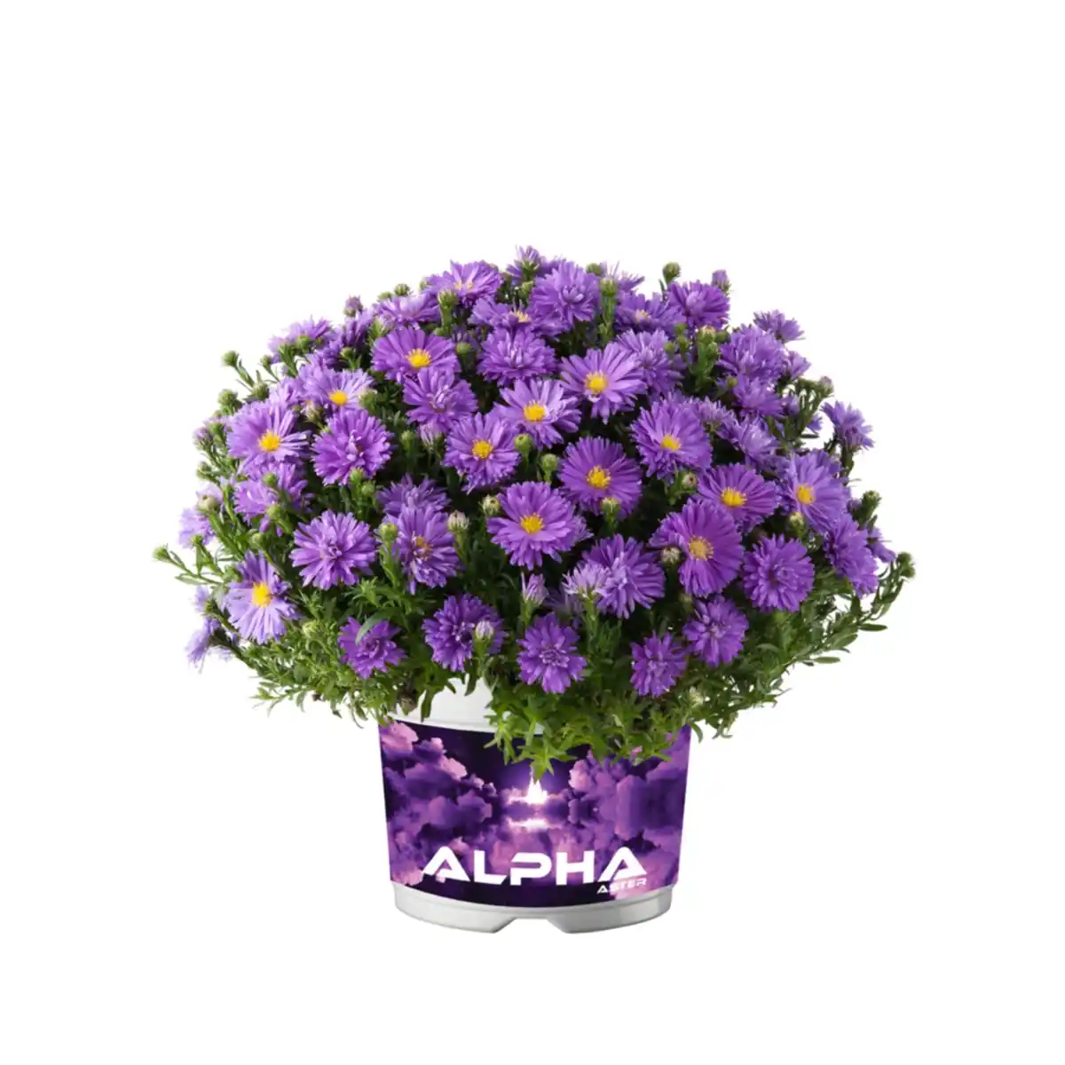 Bild 1 von Aster, winterhart, mehrjährig