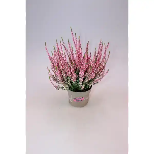 Bild 4 von Heidekraut, max. Wuchshöhe: 30 cm, Blüte: mehrfarbig