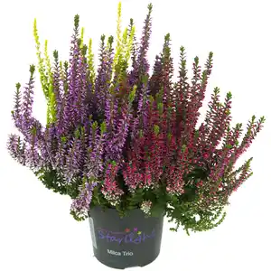 Knospenheide, Wuchshöhe (max.): 20 cm