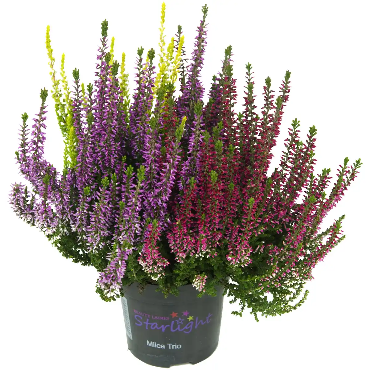 Bild 1 von Knospenheide, Wuchshöhe (max.): 20 cm