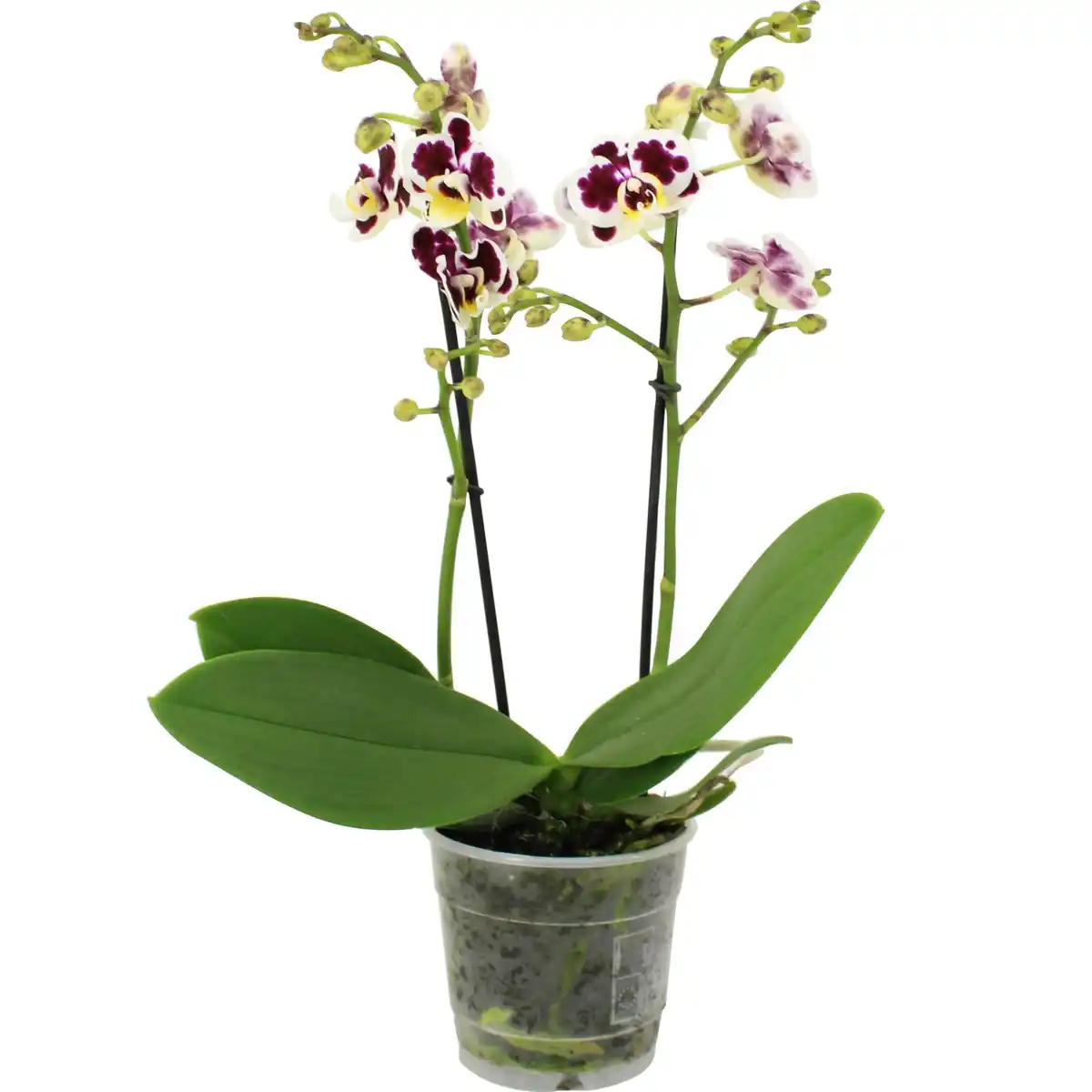 Bild 2 von GROW by OBI Schmetterlingsorchidee Sorten Höhe 35-50 cm Topf Ø 12cm Phalaenopsis