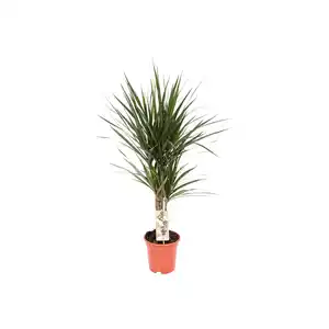 Drachenbaum Höhe ca. 60 cm Topf-Ø ca. 17 cm Dracaena marginata
