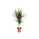 Bild 1 von Drachenbaum Höhe ca. 60 cm Topf-Ø ca. 17 cm Dracaena marginata
