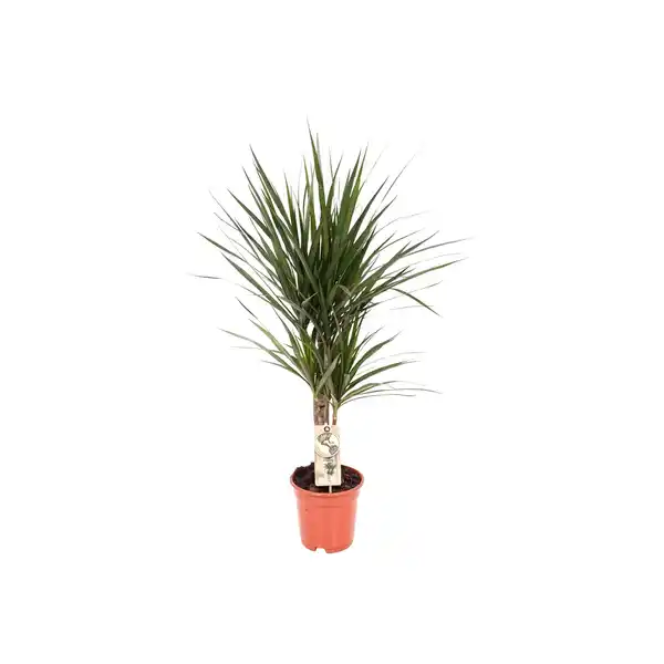 Bild 1 von Drachenbaum Höhe ca. 60 cm Topf-Ø ca. 17 cm Dracaena marginata