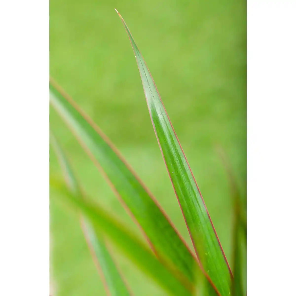Bild 2 von Drachenbaum Höhe ca. 60 cm Topf-Ø ca. 17 cm Dracaena marginata