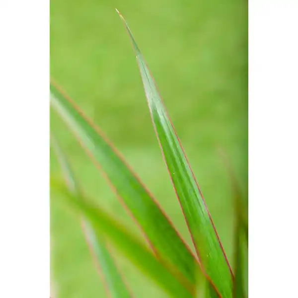 Bild 2 von Drachenbaum Höhe ca. 60 cm Topf-Ø ca. 17 cm Dracaena marginata