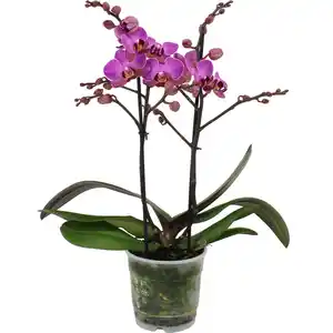 GROW by OBI Schmetterlingsorchidee Sorten Höhe 35-50 cm Topf Ø 12cm Phalaenopsis