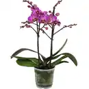 Bild 1 von GROW by OBI Schmetterlingsorchidee Sorten Höhe 35-50 cm Topf Ø 12cm Phalaenopsis